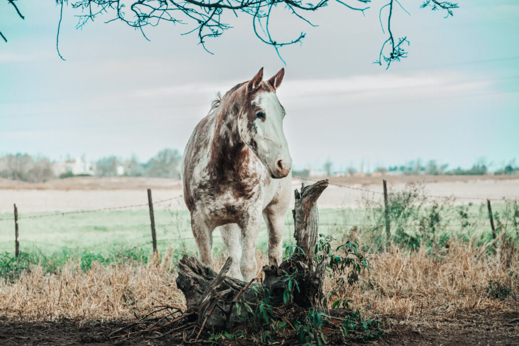 Caballo en el campo dentro del área deportiva de Ayres de la Antonia