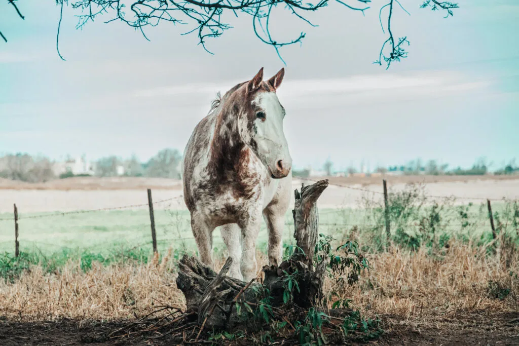 Caballo en el campo dentro del área deportiva de Ayres de la Antonia