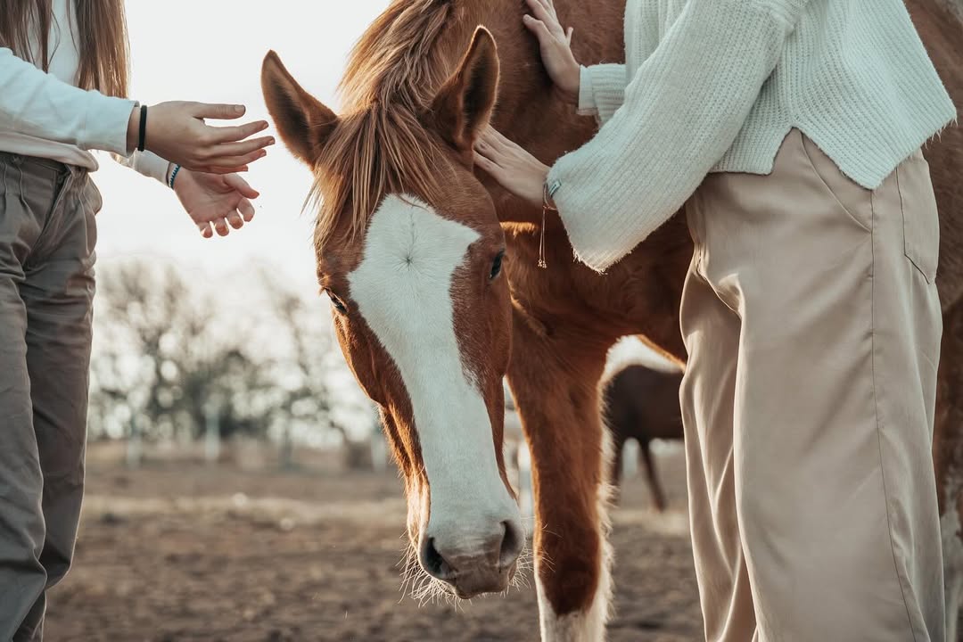 Caballo en espacios verdes del área deportiva del loteo Ayres de la Antonia