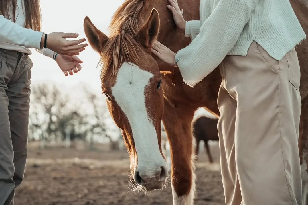 Caballo en espacios verdes del área deportiva del loteo Ayres de la Antonia